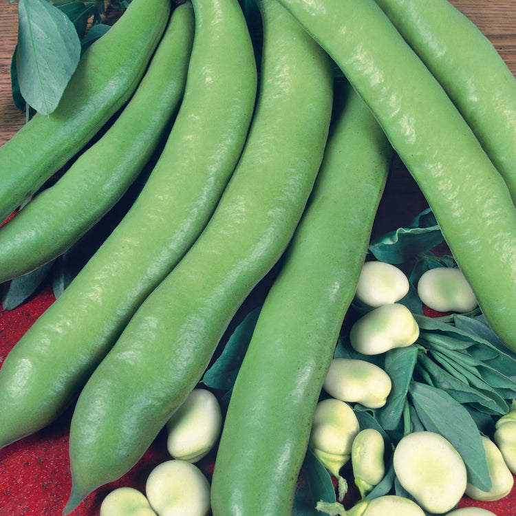 Unwins Dwarf Broad Bean The Sutton Seeds