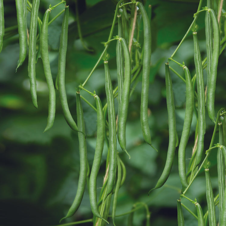 Unwins Climbing French Bean Seychelles Seeds