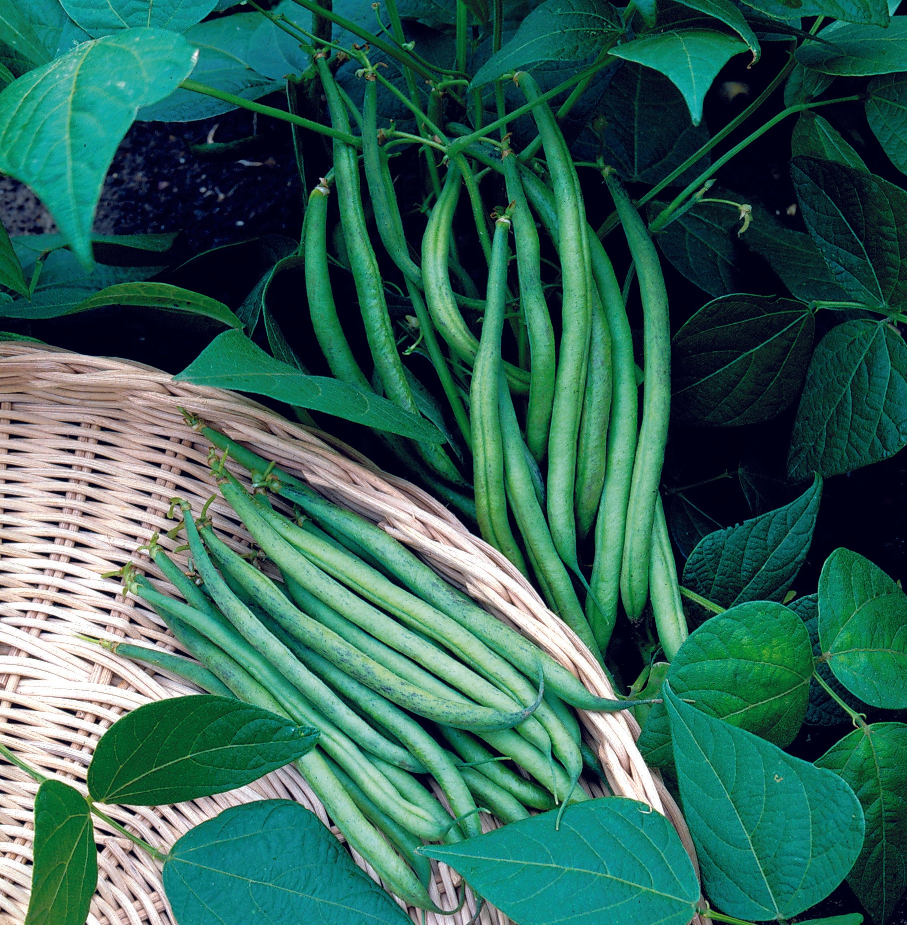 Unwins Dwarf French Bean Delinel Seeds - Vegetable Seeds – Unwins UK