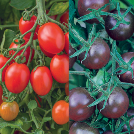 Unwins Tomato Modern Classic Collection Pack Seeds