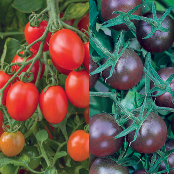 Unwins Tomato Modern Classic Collection Pack Seeds