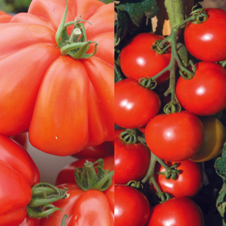 Unwins Tomato Modern Classic Collection Pack Seeds