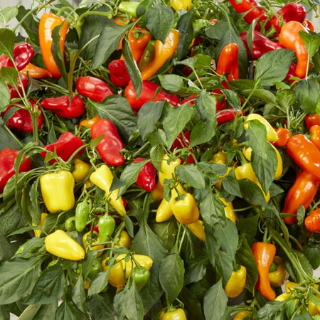 Unwins Peppers from Heaven Mix Seeds