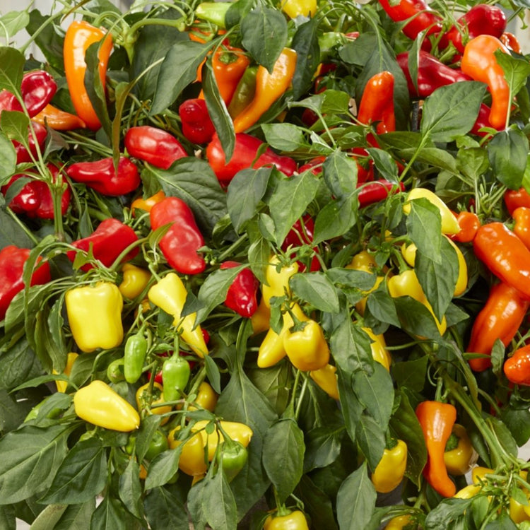Unwins Peppers from Heaven Mix Seeds