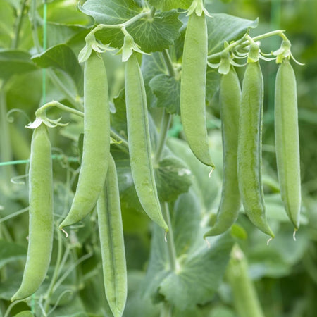 Unwins Pea Vivado Seeds