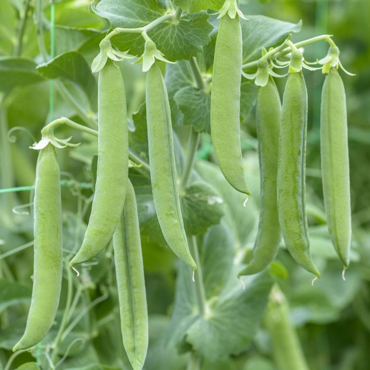 Unwins Pea Vivado Seeds