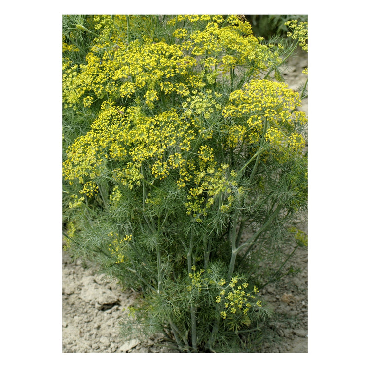 Unwins Dill Hedger Seeds