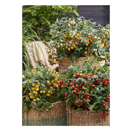 Unwins Tomato Tiny Temptations Mix Seeds