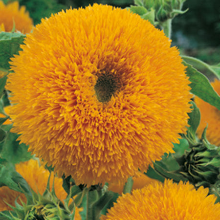 Unwins Sunflower Allsorts Collection Pack