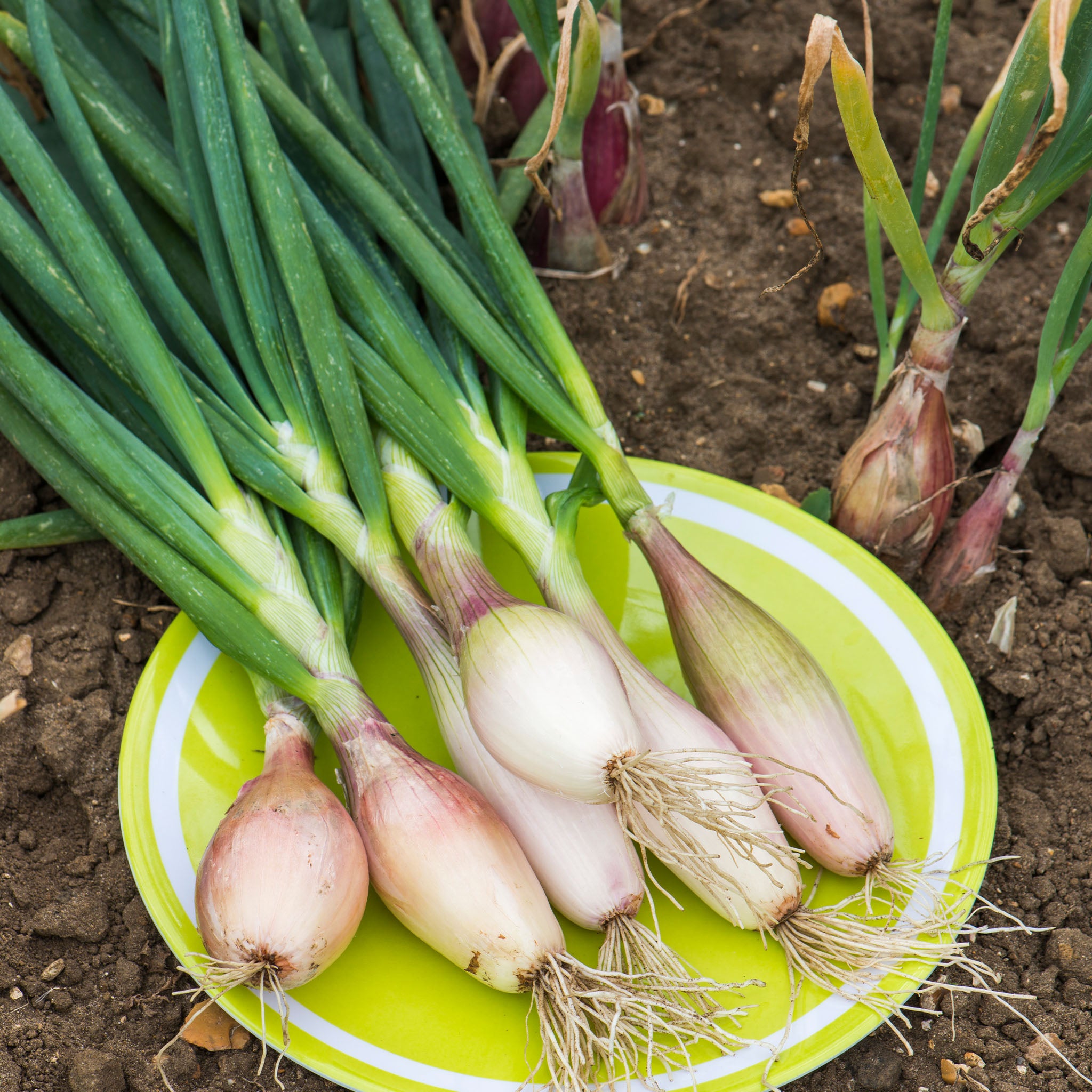 Unwins Shallot Zebrune - Vegetable Seeds – Unwins UK Unwins Shallot Zebrune - Vegetable Seeds – Unwins UK