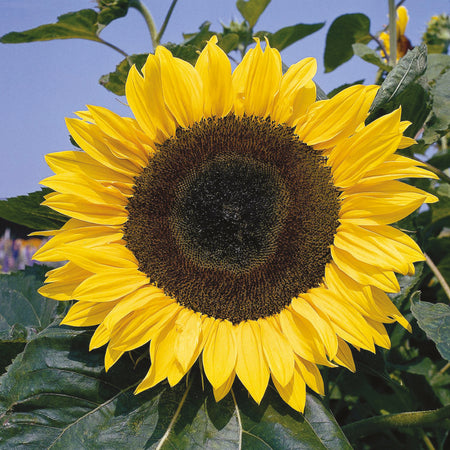 Unwins Sunflower Allsorts Collection Pack