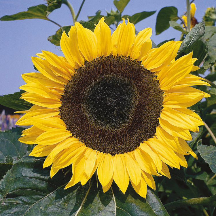 Unwins Sunflower Allsorts Collection Pack