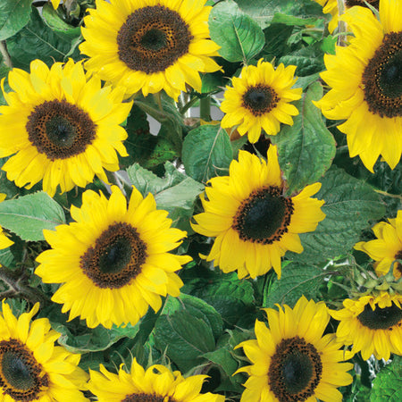 Unwins Sunflower Allsorts Collection Pack