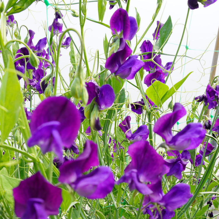nelson garden seeds Unwins Sweet Pea Lord Nelson Seeds