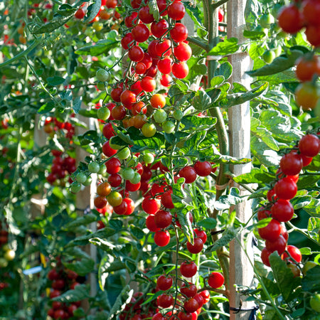 Unwins Cherry Tomato Crokini F1 Seeds