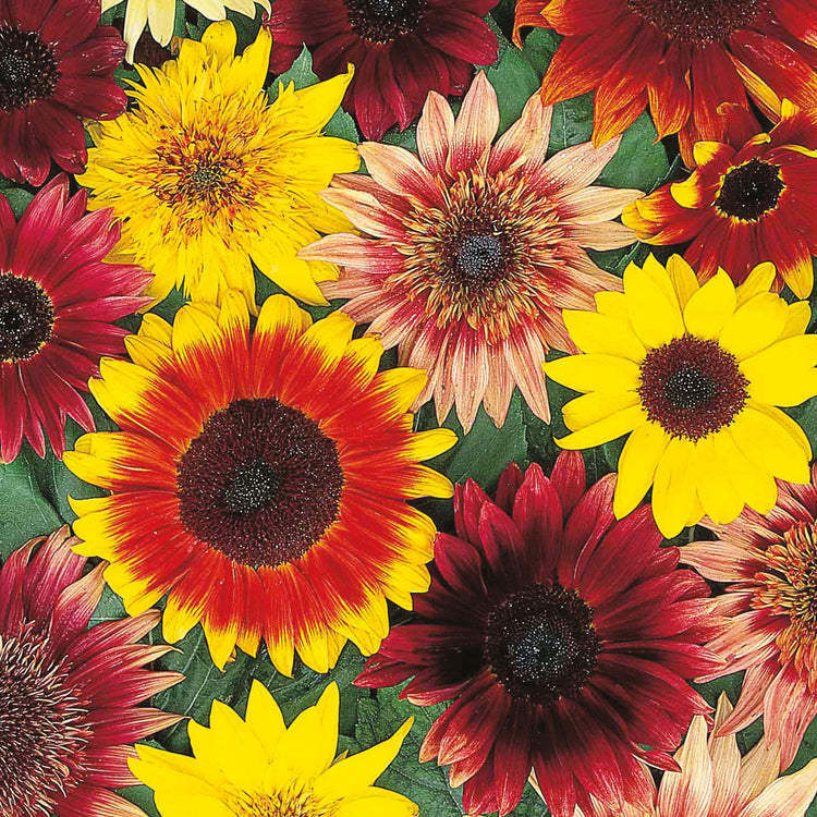 Unwins Sunflower Vincent's Mix Seeds