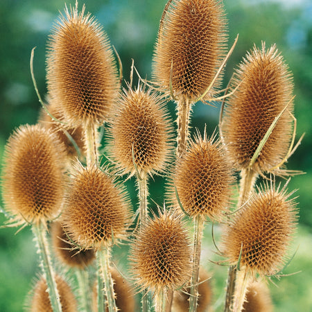 teasel plant seeds Teasel Winter Bouquet Seeds