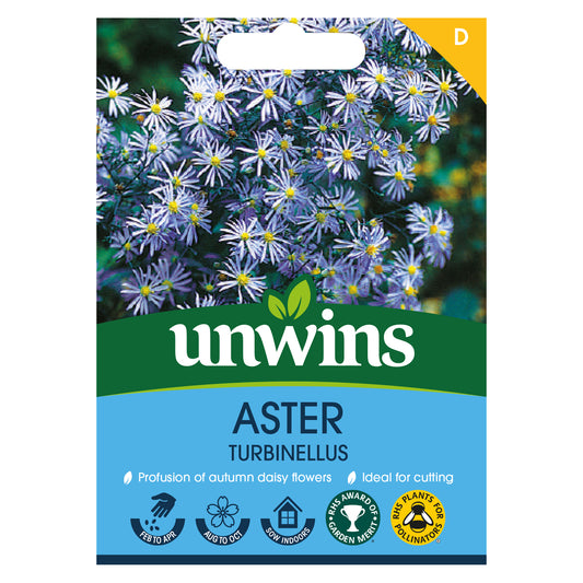 Unwins Aster Turbinellus Seeds Front