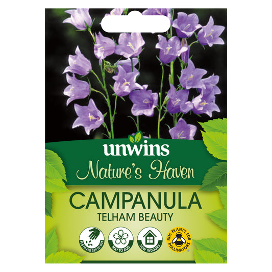 Nature's Haven Campanula Telham Beauty Seeds Front