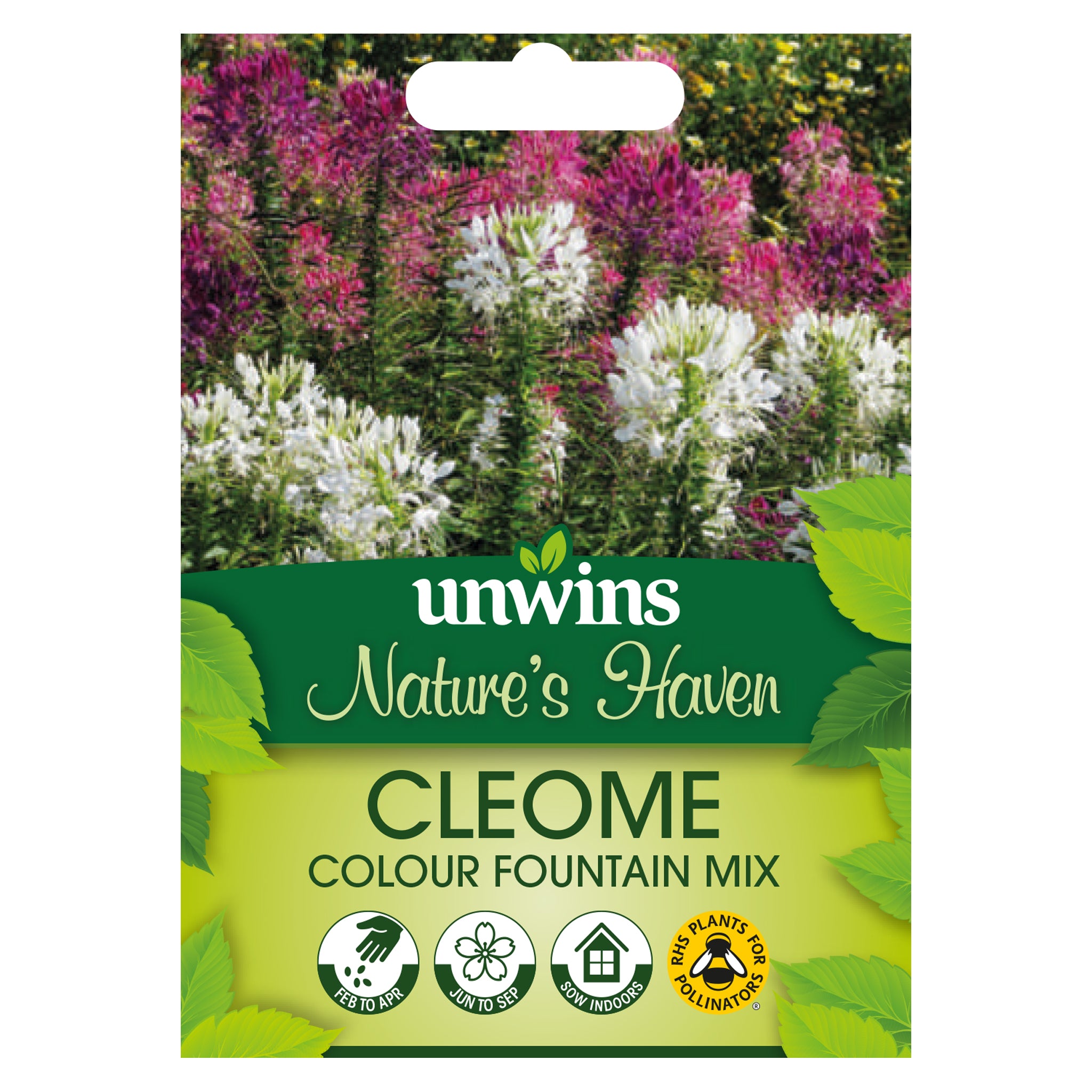 Nature's Haven Cleome Colour Fountain Mix Seeds