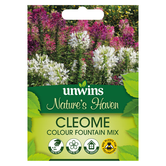 Nature's Haven Cleome Colour Fountain Mix Seeds Front