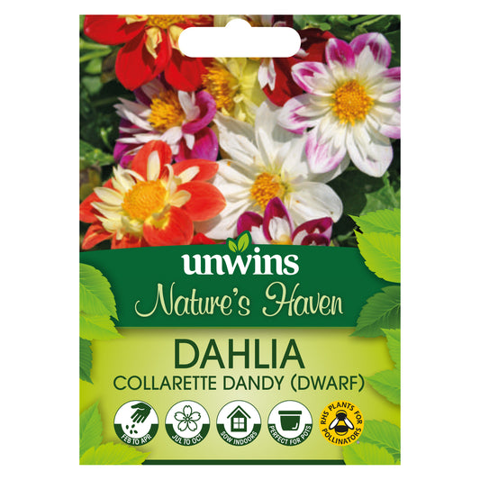 Nature's Haven Dwarf Dahlia Collarette Dandy Seeds Front