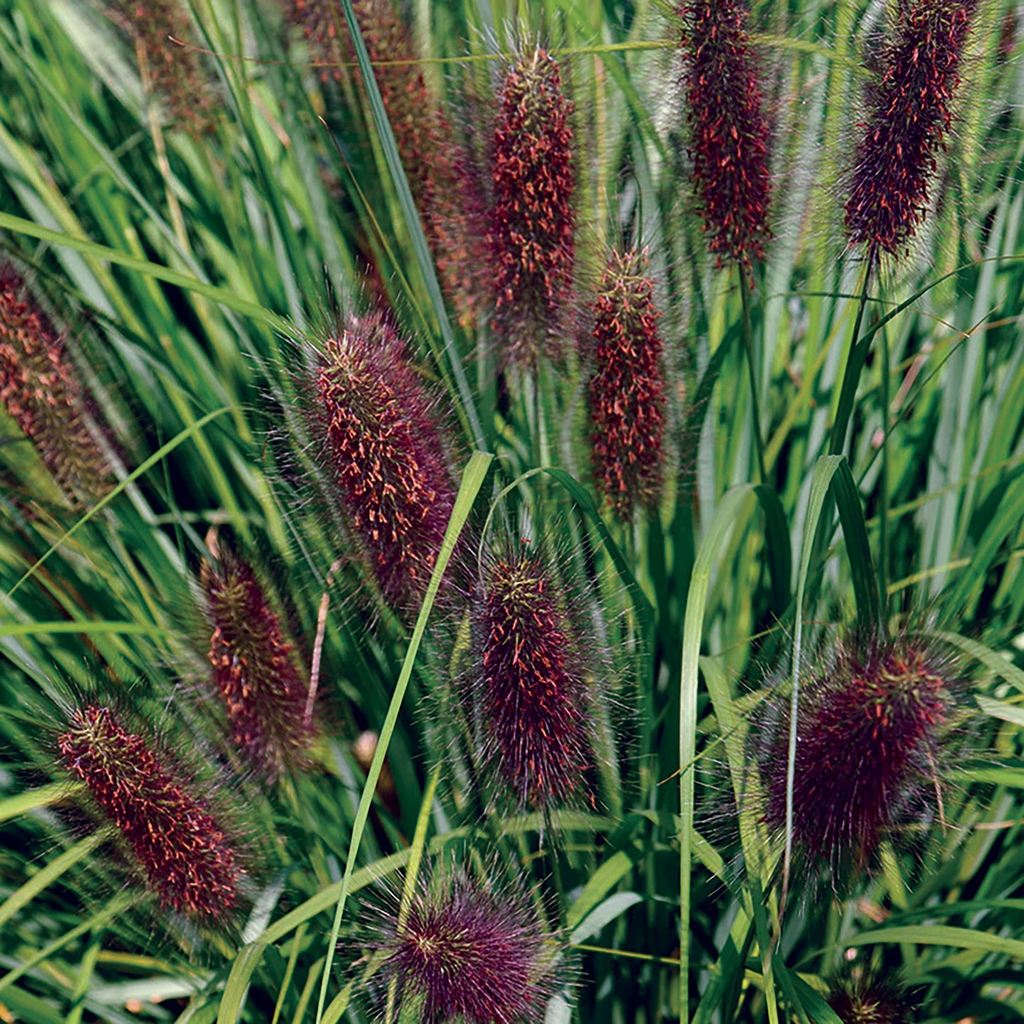 Unwins Ornamental Grass Pennisetum Alopecuroides Viridescens  close up