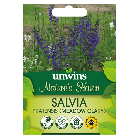 Nature's Haven Salvia Pratensis Meadow Clary Seeds