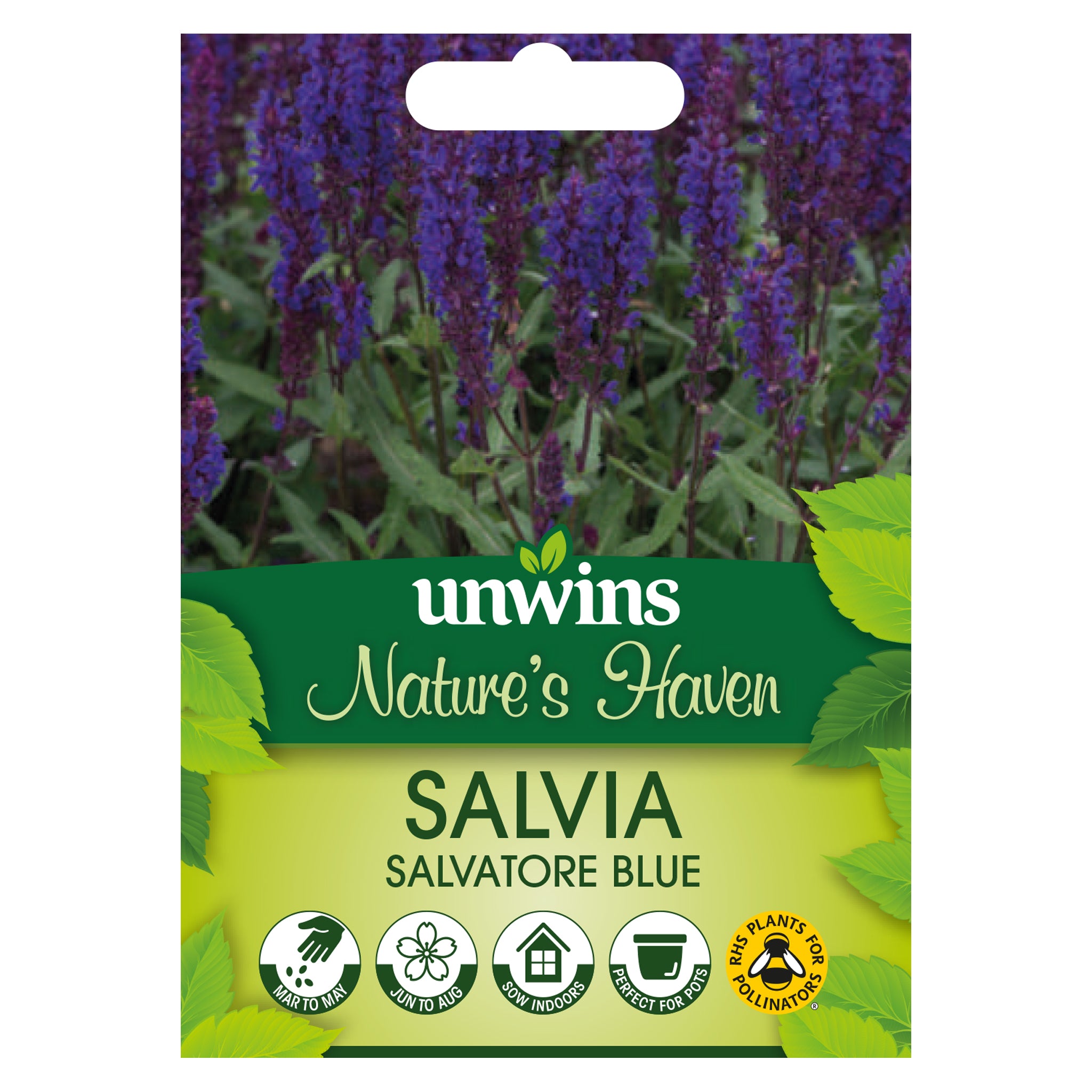 Nature's Haven Salvia Salvatore Blue Seeds