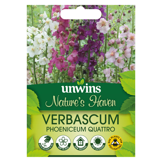 Nature's Haven Verbascum Phoeniceum Quattro Seeds front of pack