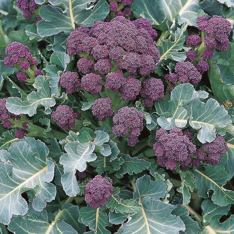 Unwins Broccoli Early Purple Sprouting Seeds