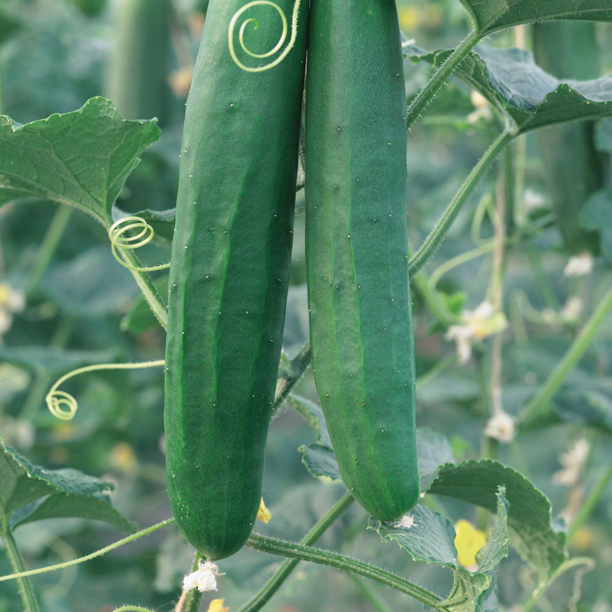 Unwins Cucumber Burpless F1 Seeds