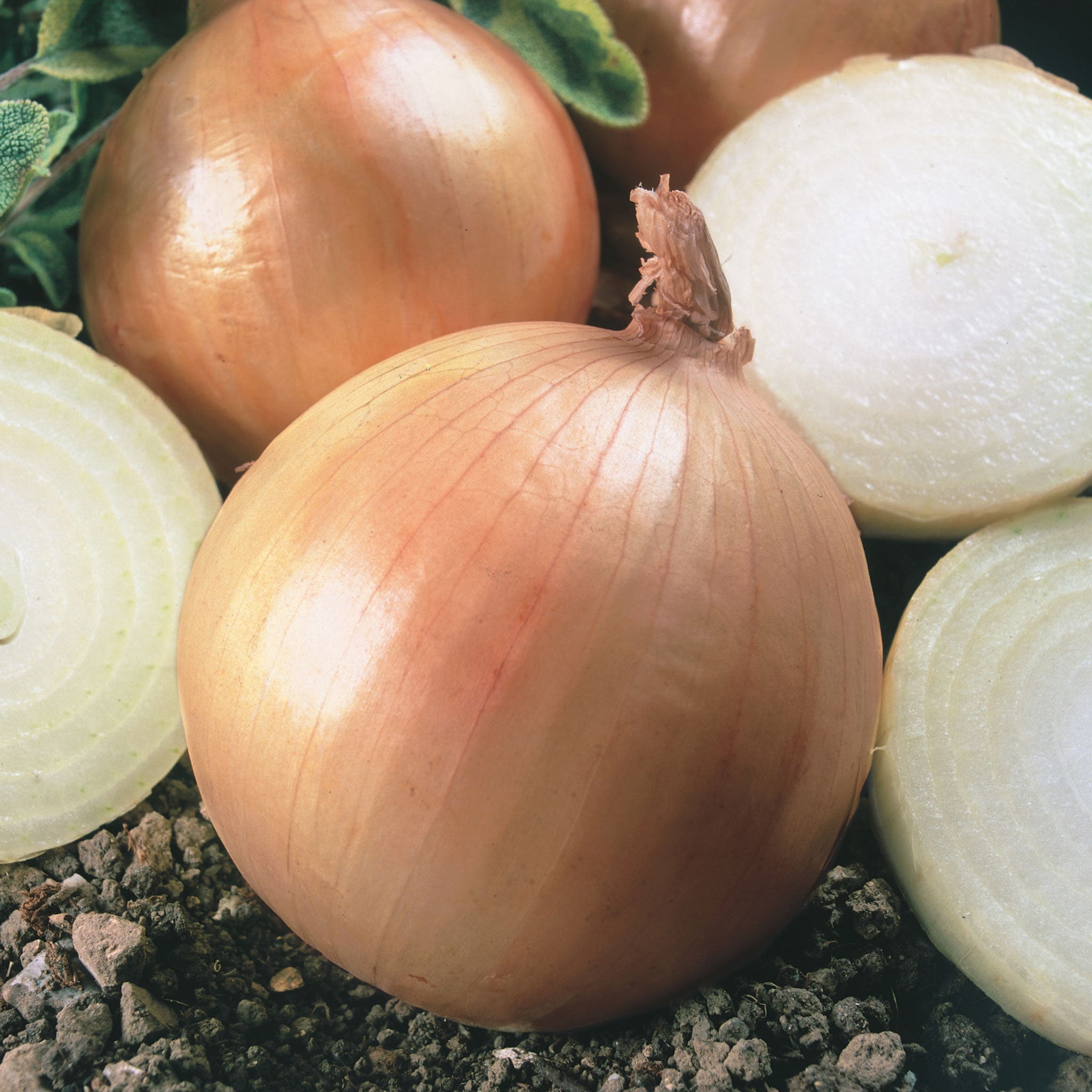 Unwins Onion Ailsa Craig Seeds Vegetable Seeds Unwins UK