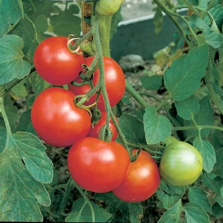 money maker tomato plant Unwins Tomato Moneymaker Seeds