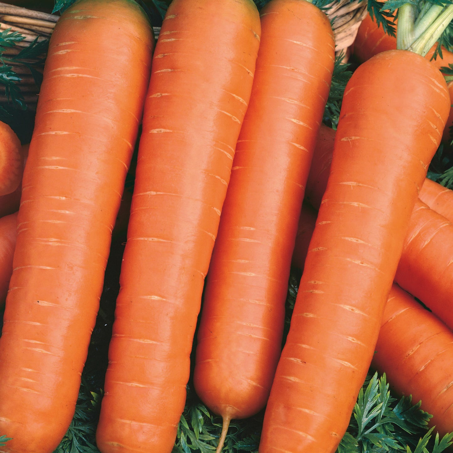 Little Growers Carrot Nantes 2 
