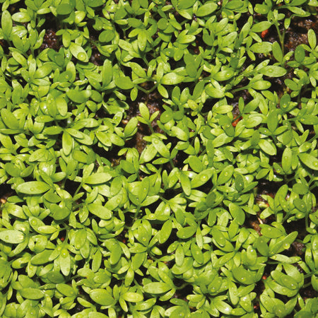 Little Growers Cress Curly Top Seeds