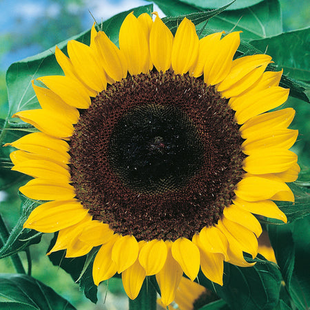 Little Growers Sunflower Sunshine Giant Seeds