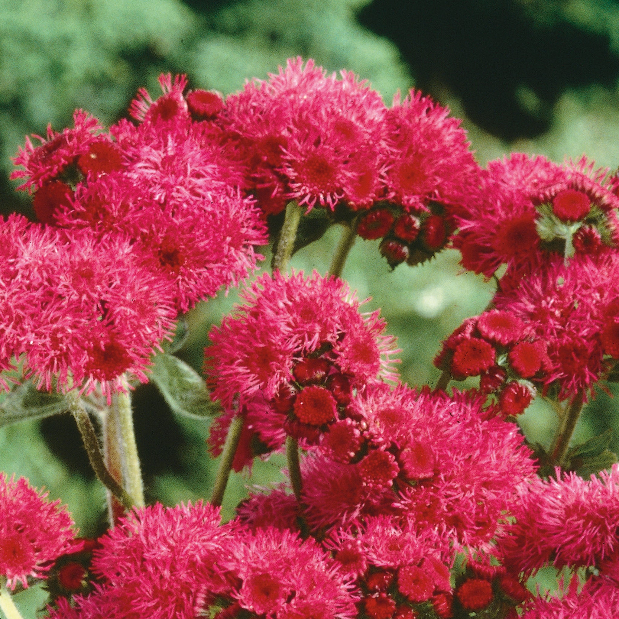 Ageratum 'Red Bouquet' seeds - Ageratum houstonianum