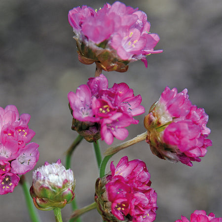 Unwins Alpine Armeria Morning Star Deep Pink Seeds