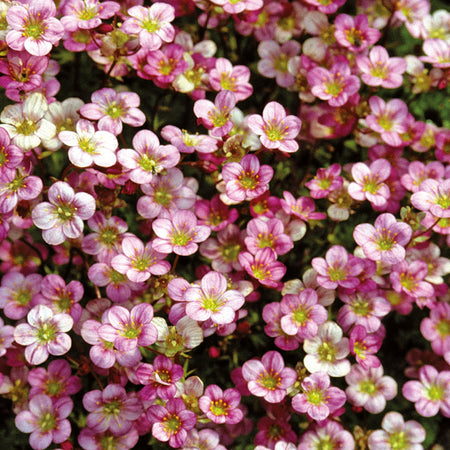 Unwins Alpine Saxifraga Floral Carpet Seeds