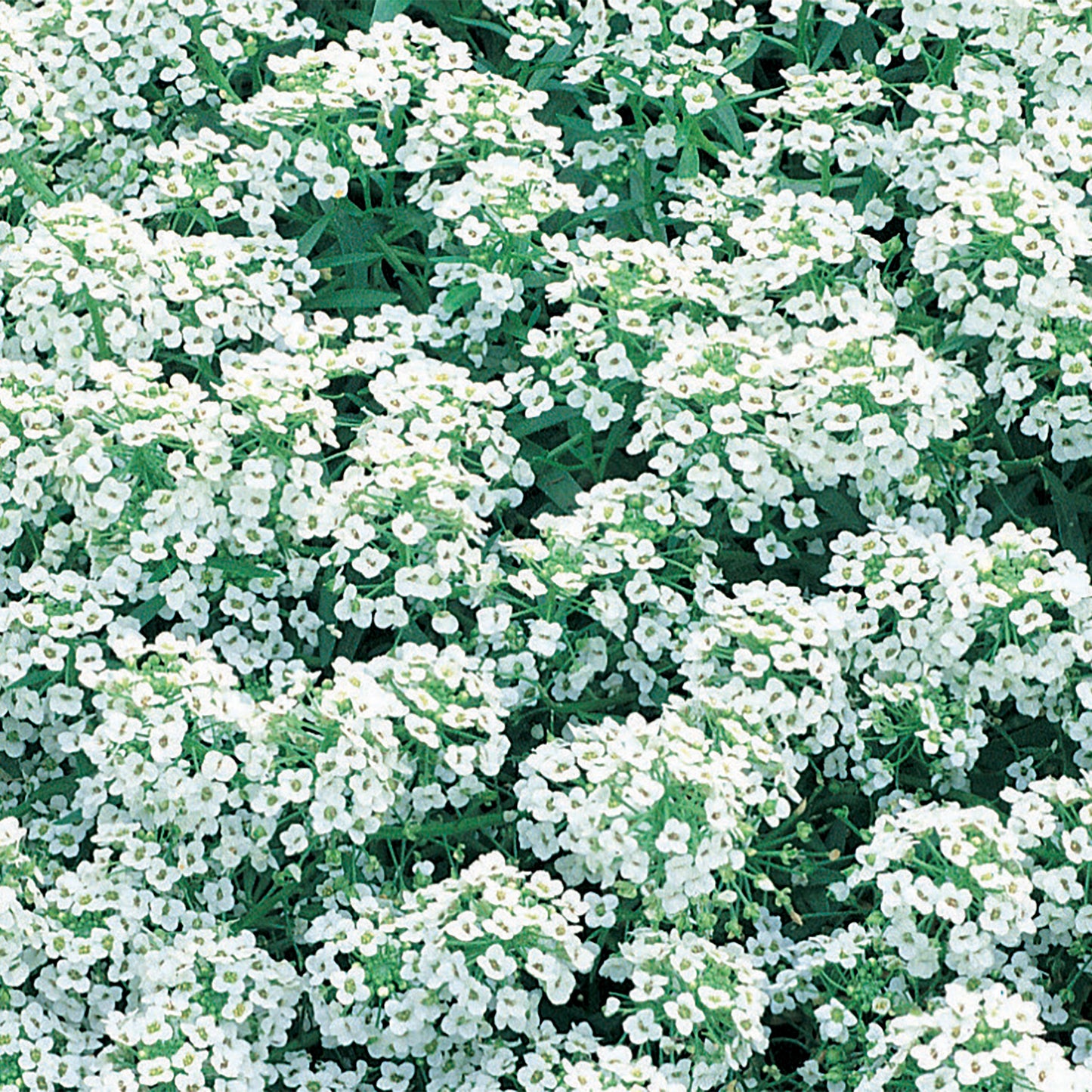Unwins Alyssum Carpet Of Snow Seeds Lifestyle