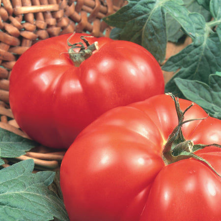 Unwins Beefsteak Tomato Marmande Seeds