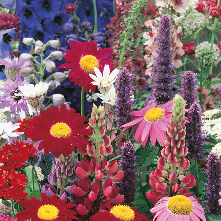 perennial plant seeds uk Unwins Border Perennials Classic Seeds