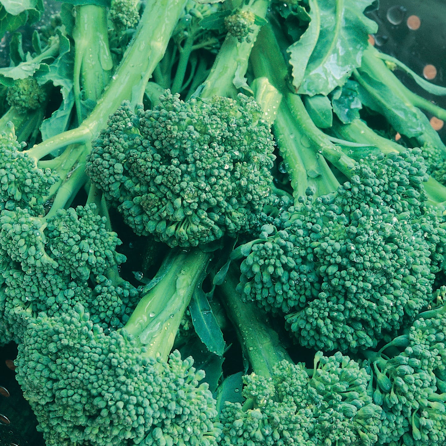 Unwins Broccoli Autumn Calabrese