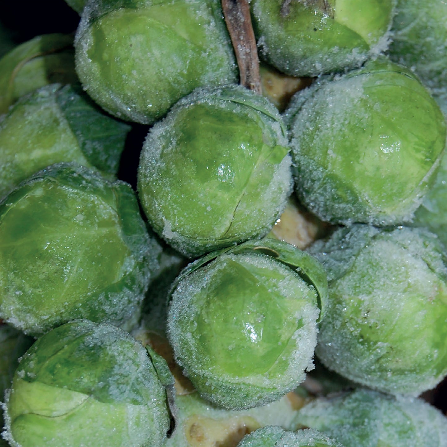 Unwins Brussels Sprout Brechin F1 Seeds Close Up