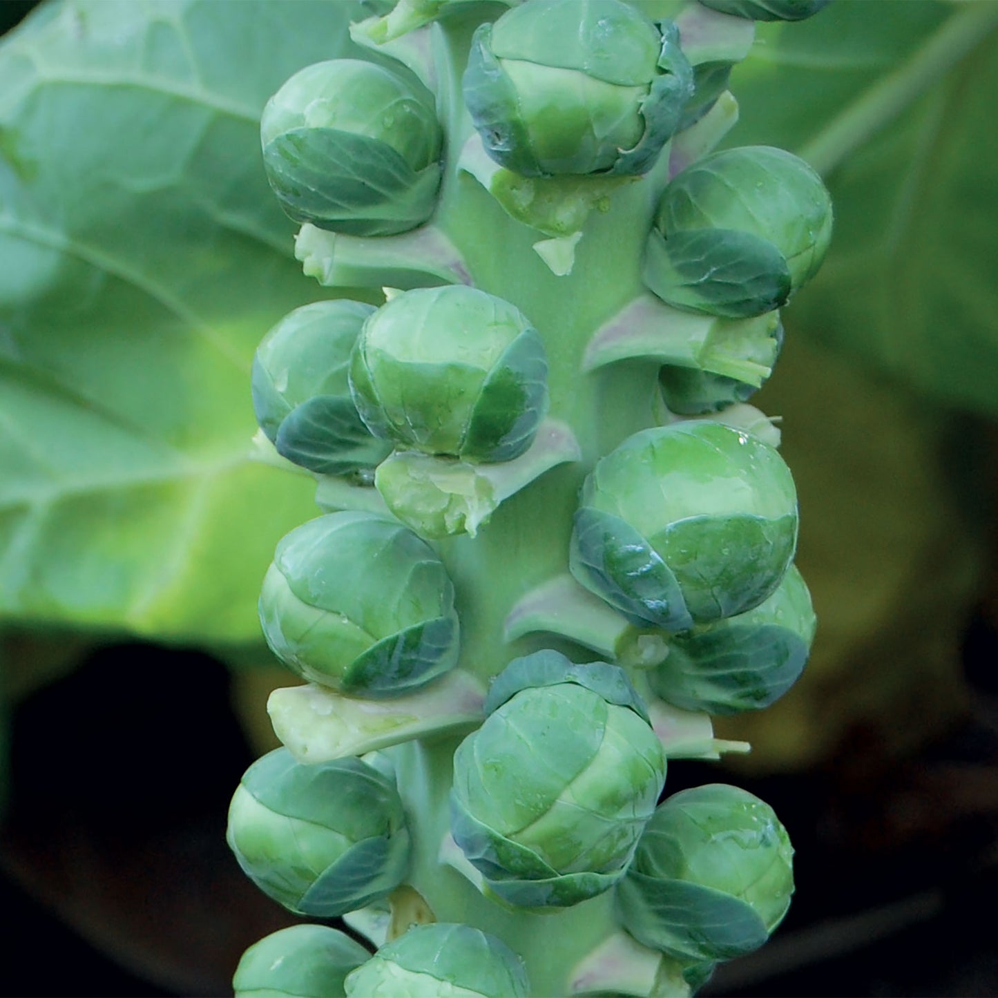 Unwins Brussels Sprout Bright F1 Seeds Close Up