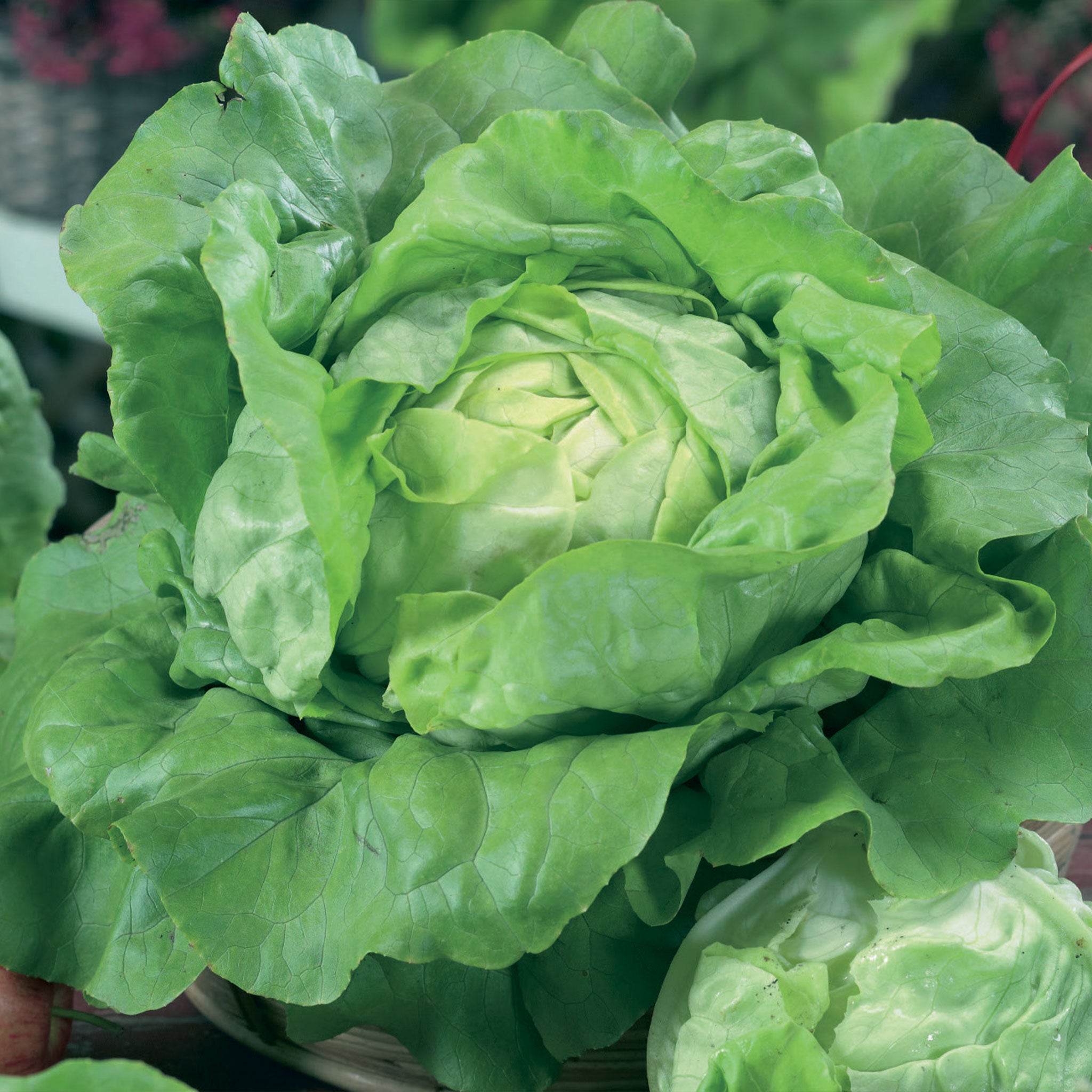 Butterhead Unwins Butterhead Lettuce All the Year Round Seeds - Veg – Unwins UK