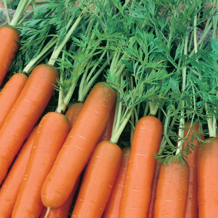 Unwins Carrot Early Scarlet Horn Seeds