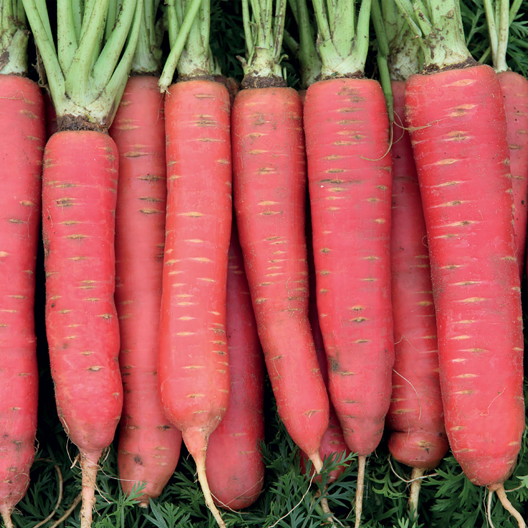 Unwins Carrot Redsun F1 Seeds