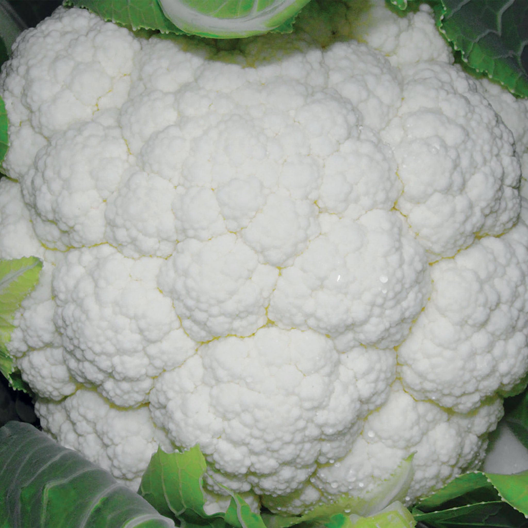 Unwins Cauliflower Skywalker F1 Seeds - Vegetables – Unwins UK